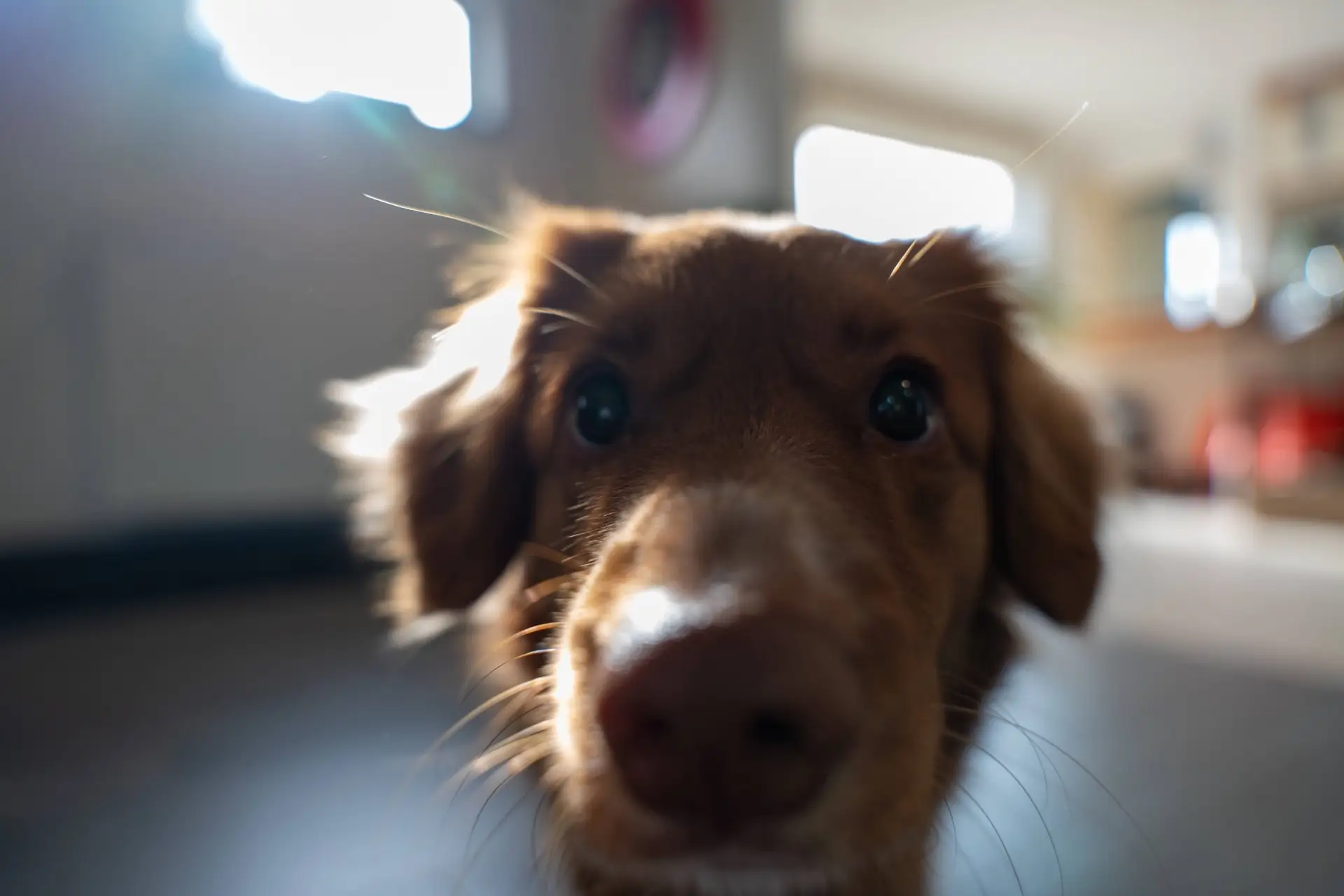 Laica office dog of Vulpo